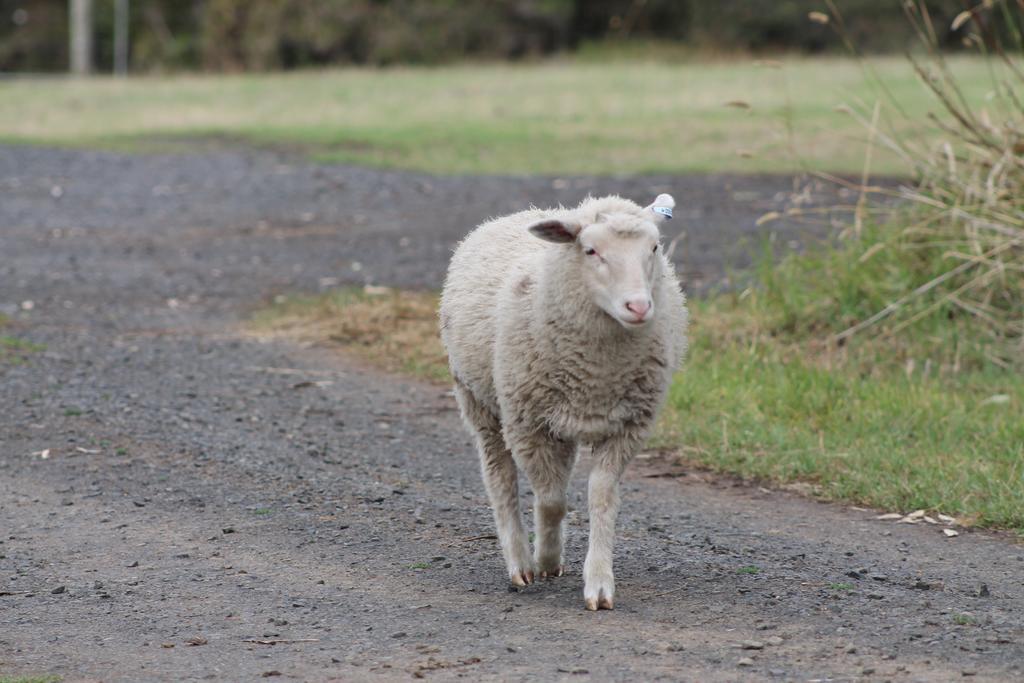 Bimbadeen Phillip Island Farm Retreats Ventnor Exteriör bild
